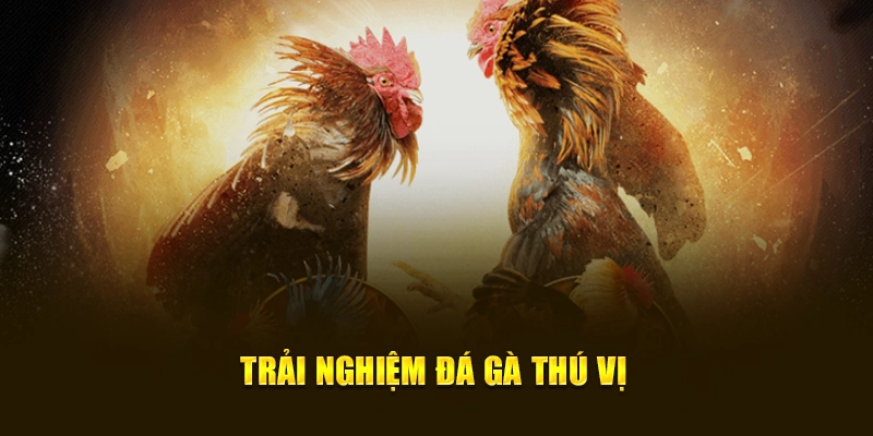 Trải Nghiệm Đá Gà Thú Vị